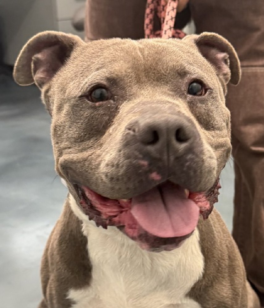 MyBoxerLuvMac1's tweet image. 💔Japchae💔
#NYCACC #251822 5y
▪️ReListed TBK: 4/30💉 
#RescueOnly

Precious sweetie's💔, listed after 16 days!
Low threshold for arousal, leash biting.
Shy guy's being given no time &amp;amp; has CIRDC on top of it!
Needs loving, N.East #Foster, 4 positive reinforcement, 2 decompress &amp;amp;