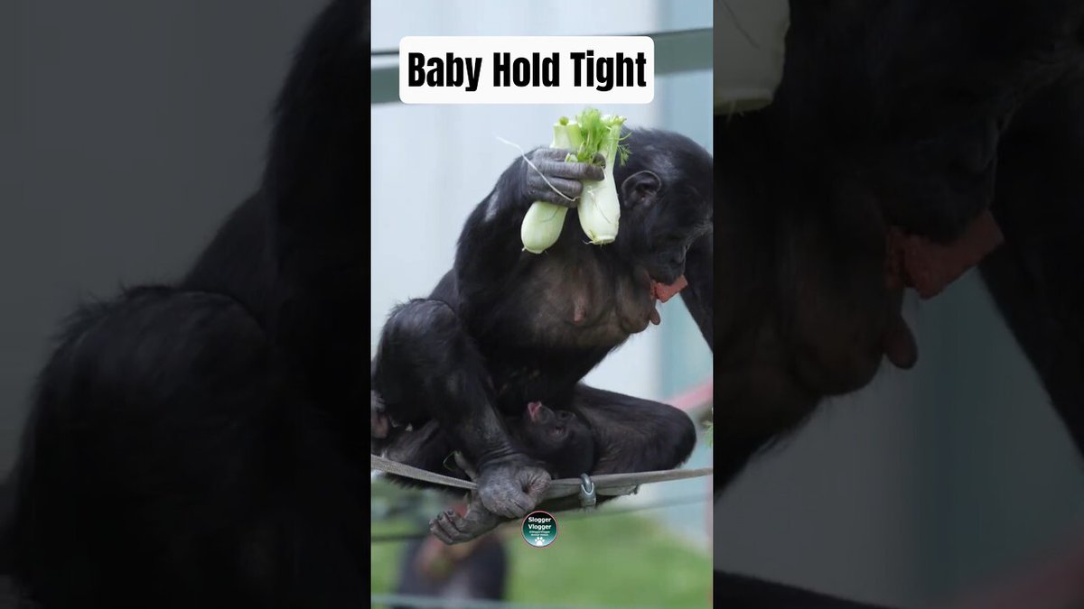 SloggerVlogger's tweet image. 🌿Bonobo Mum Yuli With her Baby BISO🌿BONOBO baby Biso shows off incredible grip strength while mum Yuli climbs high at Twycross Zoo! Experience this beautiful bond between our closest relatives.
#bonobo #babyanimals #animalshorts
Full-length videos - vi… youtube.com/@SloggerVlogge…