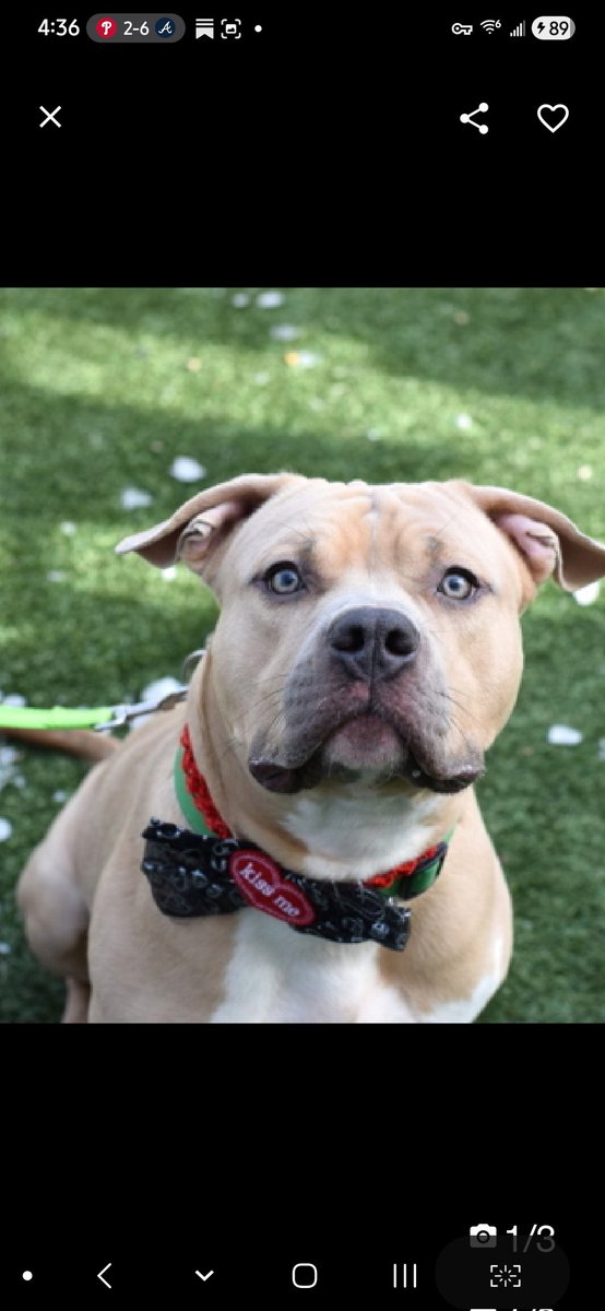 MyBoxerLuvMac1's tweet image. 💔Handsome💔
#NYCACC #245772 2y
▪️ReListed TBK: 4/30💉
#AdoptMe 

Precious sweetie's💔, waiting 100 days!
Adorable youngster was initially fearful, now affectionate, social, solicits attn.
Adores ppl, its time 4 his next chapter by yr side!
Needs loving, N.East #Foster/#Adopter,
