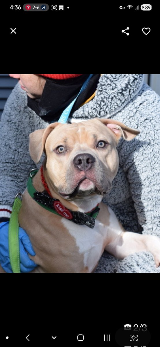 MyBoxerLuvMac1's tweet image. 💔Handsome💔
#NYCACC #245772 2y
▪️ReListed TBK: 4/30💉
#AdoptMe 

Precious sweetie's💔, waiting 100 days!
Adorable youngster was initially fearful, now affectionate, social, solicits attn.
Adores ppl, its time 4 his next chapter by yr side!
Needs loving, N.East #Foster/#Adopter,