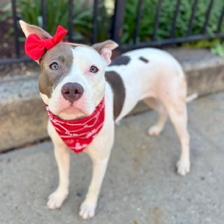 MyBoxerLuvMac1's tweet image. 💔Peralta💔
#NYCACC #251323 10M
▪️ReListed TBK: 4/30 💉
#AdoptMe 

Precious sweetie's💔, arrived stray 22 days ago.
Absolutely beautiful puppy's trying hard 2 be brave, but stressed in tiny cell.
Bangs, paws at door &amp;amp; now has CIRDC!
Warming w staff, dog/ppl reactive on