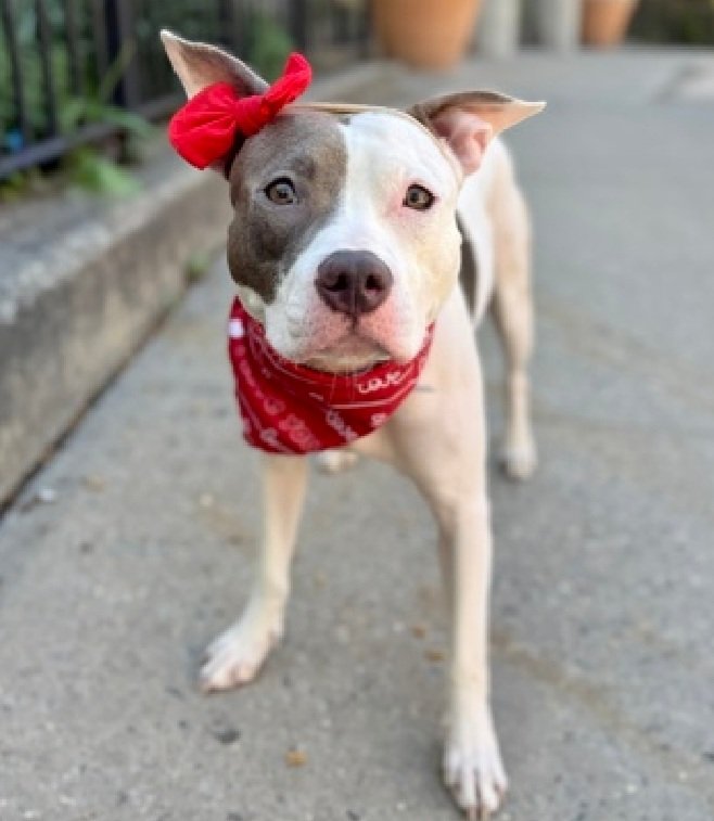 MyBoxerLuvMac1's tweet image. 💔Peralta💔
#NYCACC #251323 10M
▪️ReListed TBK: 4/30 💉
#AdoptMe 

Precious sweetie's💔, arrived stray 22 days ago.
Absolutely beautiful puppy's trying hard 2 be brave, but stressed in tiny cell.
Bangs, paws at door &amp;amp; now has CIRDC!
Warming w staff, dog/ppl reactive on