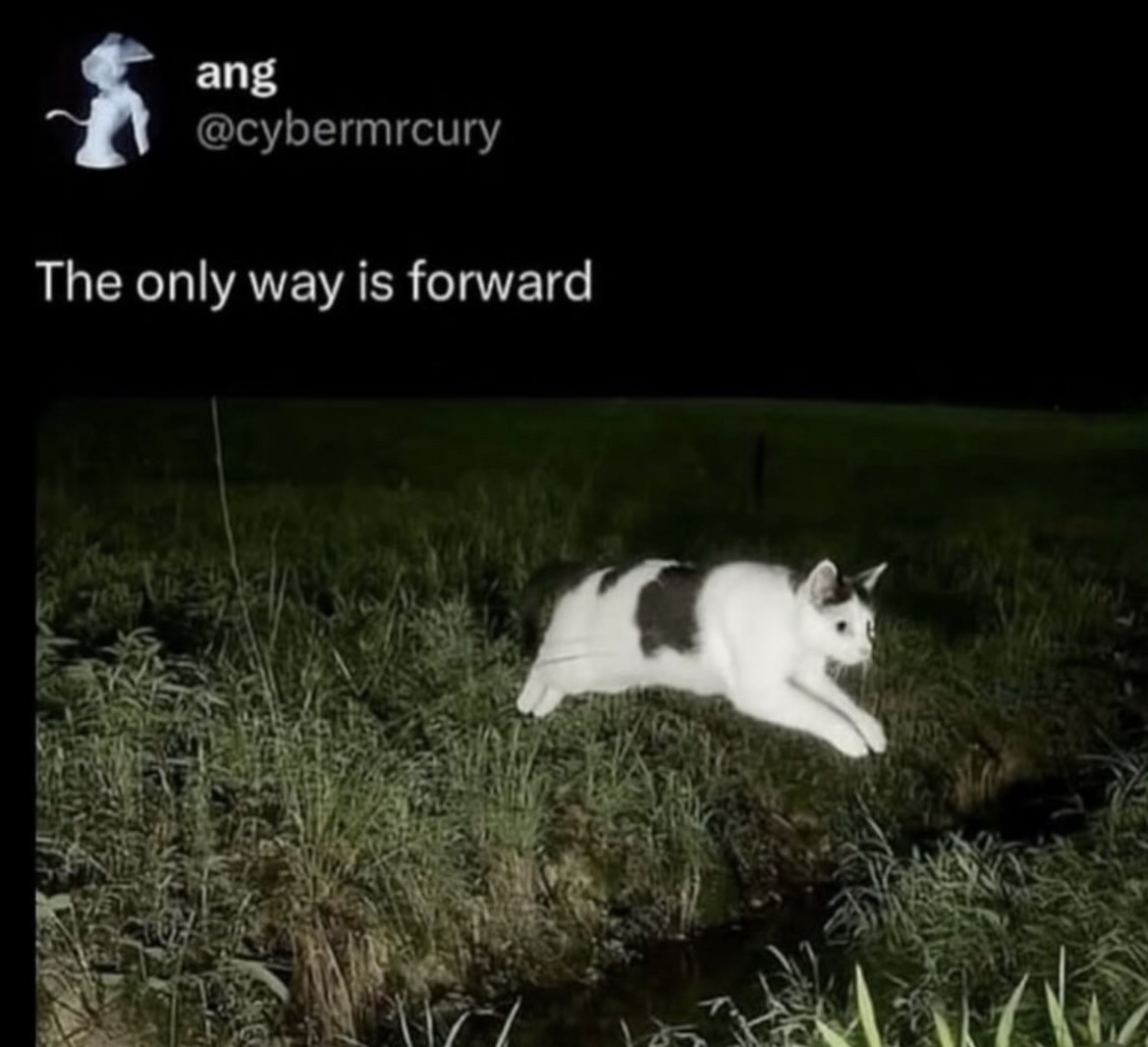 cats with powerful aura tweet media