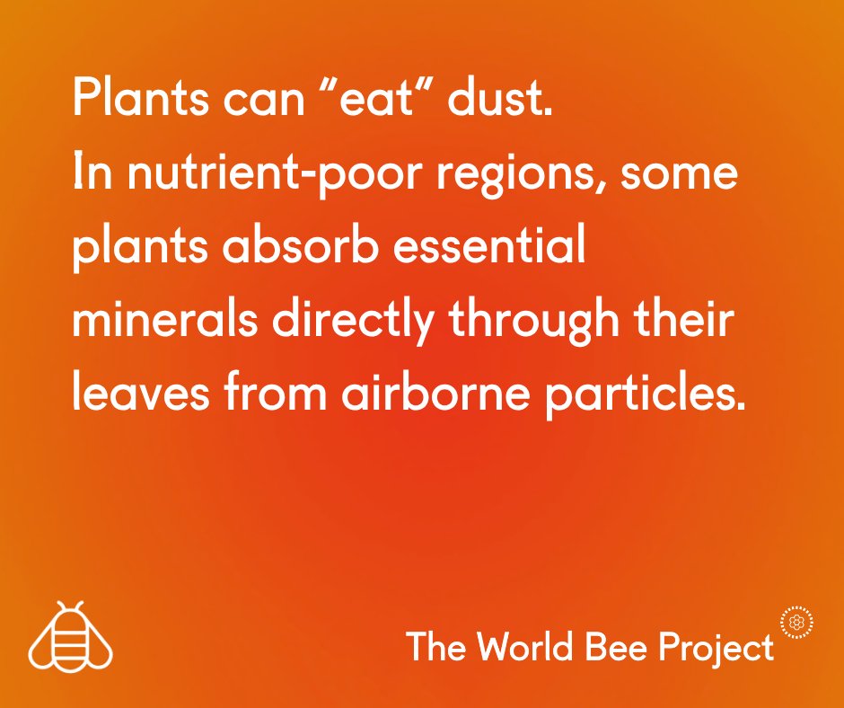 worldbeeproject's tweet photo. Plants can “eat” dust.  

In nutrient-poor regions, some plants absorb essential minerals directly through their leaves from airborne particles.

A reminder: innovation isn’t always loud - sometimes it’s quietly happening in nature.

#Science #Nature #DidYouKnow https://t.co/Q8vF2ROLF7