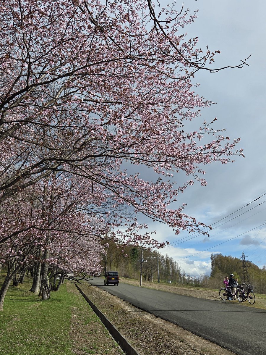 dangantravelerK's tweet image. 朝日ケ丘公園にも寄りました。
下の方は満開、上の方もいい感じでしたが風が強く、写真は撮らず車に戻ってしまいました。
#富良野 #朝日ケ丘公園 #桜