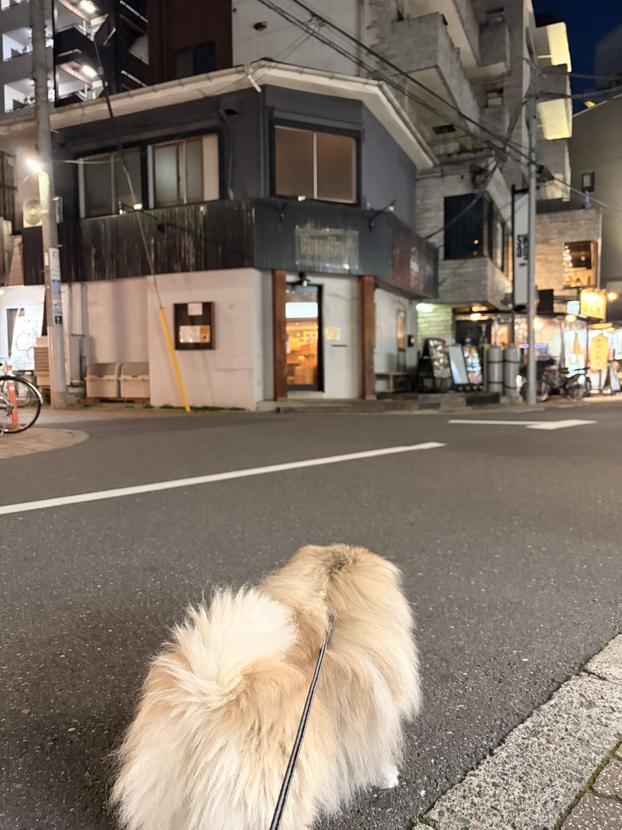 🍔ぷろしゅーと🍟 tweet media