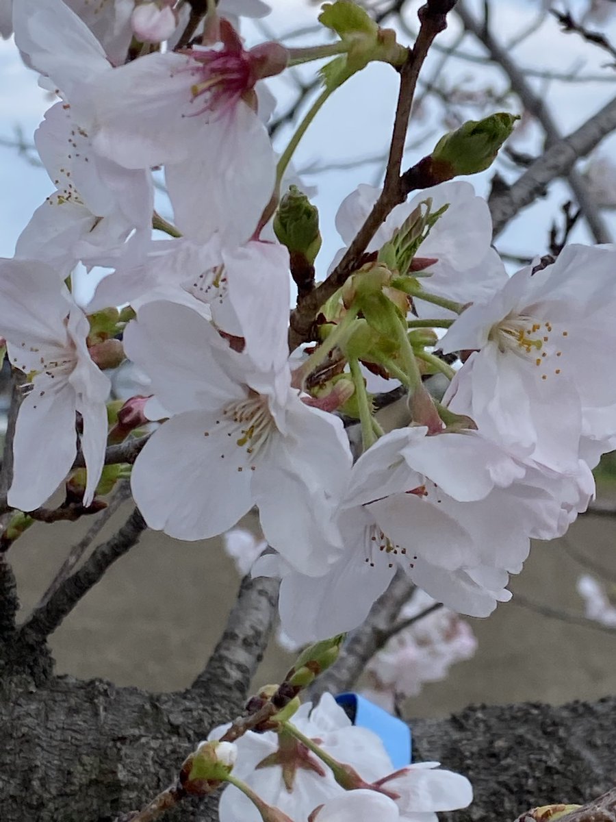 Lightning_marsa's tweet photo. 4月もあと一日
若葉の季節へ変わるのも早いですね🌿🌳
何気に今月上旬に撮った桜 https://t.co/rkPzi06z5o