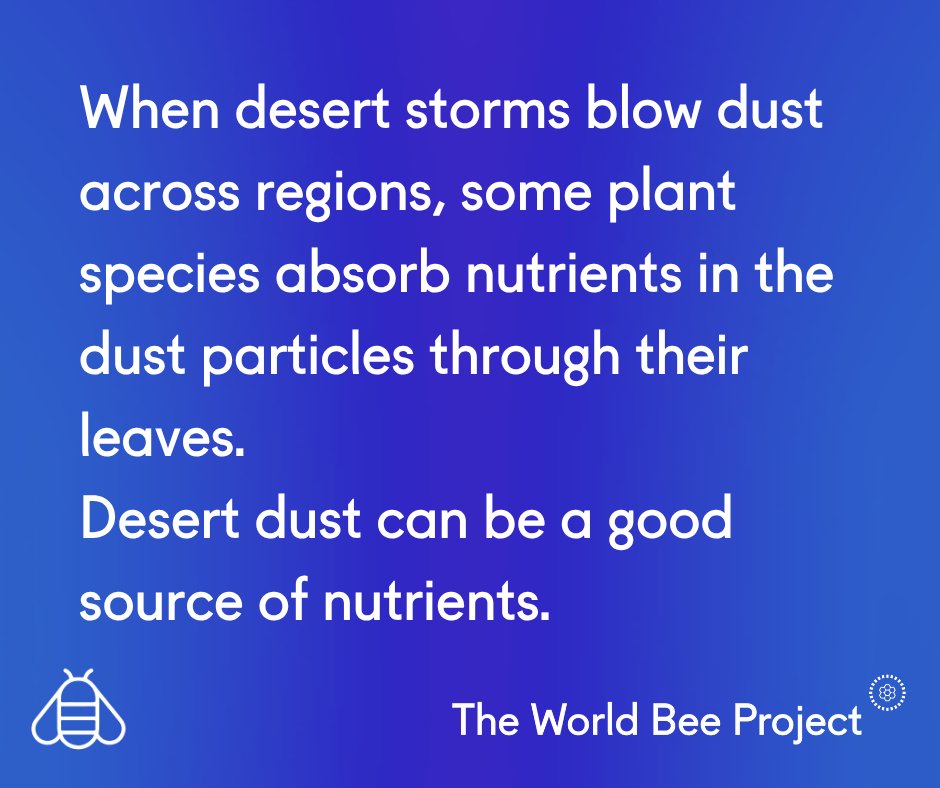 worldbeeproject's tweet photo. When desert storms blow dust across regions, some plant species absorb nutrients in the dust particles through their leaves.
Desert dust can be a good source of nutrients.

#Science #Nature #Ecosystems https://t.co/inDgDpSCzU