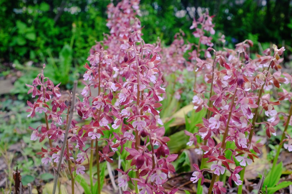 ふえるにゃん tweet media