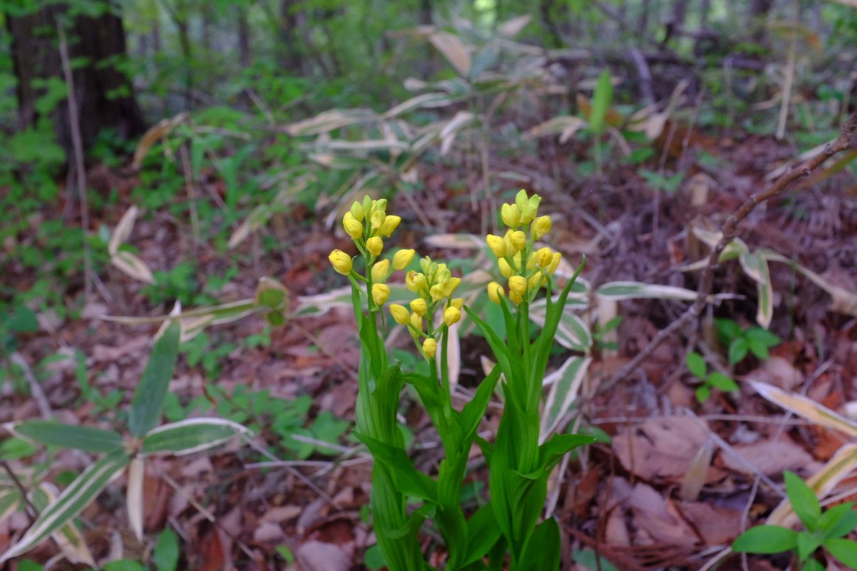 ふえるにゃん tweet media