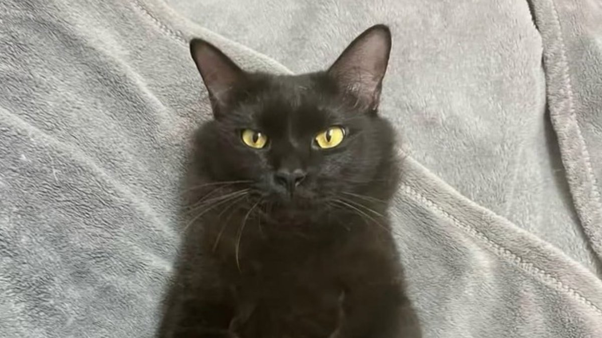 wolipop's tweet photo. Ada satu orang di Thailand yang kehilangan kucing. Setelah dia cari, akhirnya ketemu. Akan tetapi, ada yang aneh dari kucing yang dia temukan.
