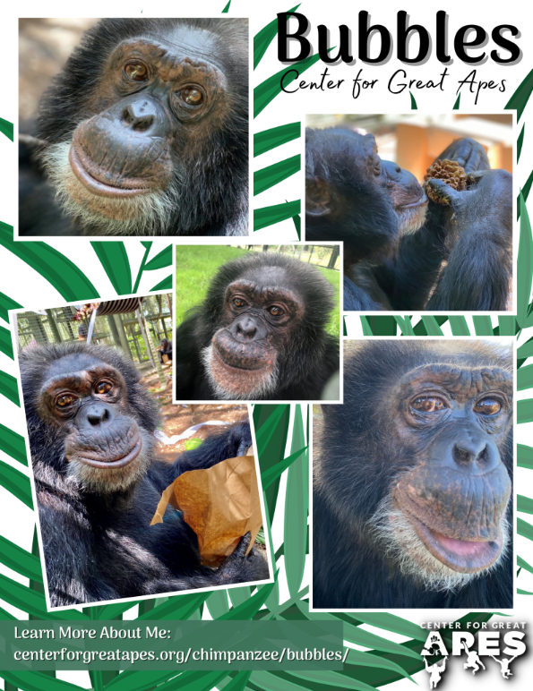 Bubbles - Bubbles The Chimp tweet media