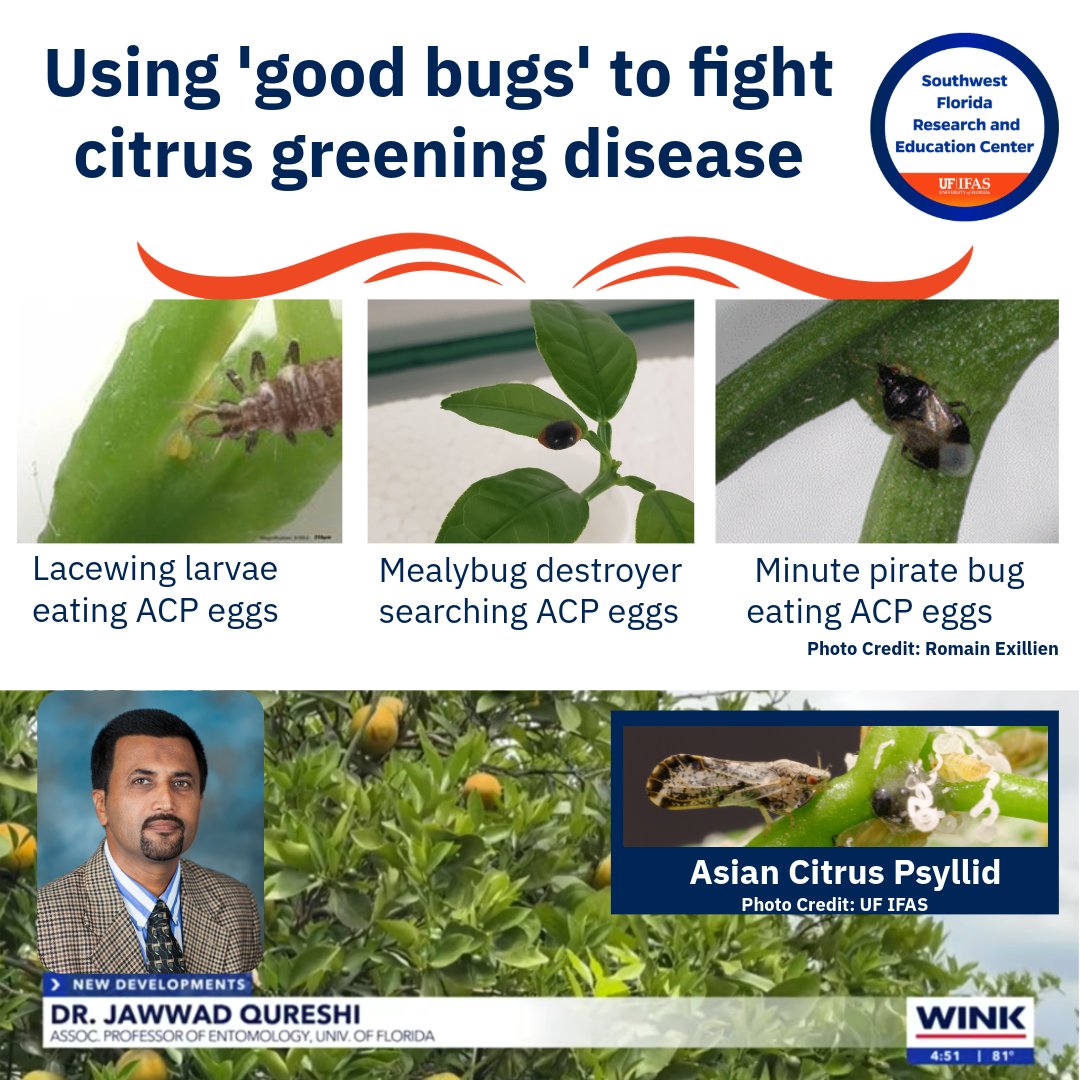 UF/IFAS SWFREC tweet media