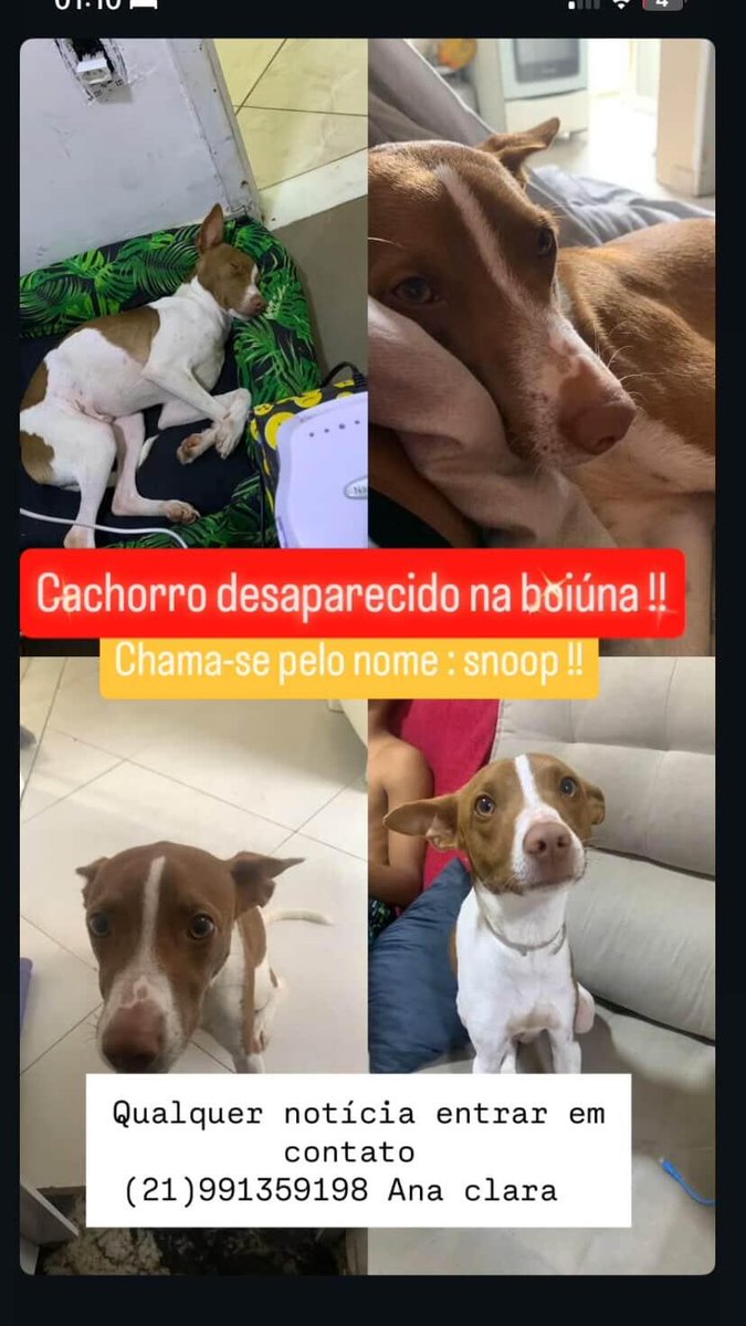 🐶 PROCURA-SE DOGUINHO NA TAQUARA