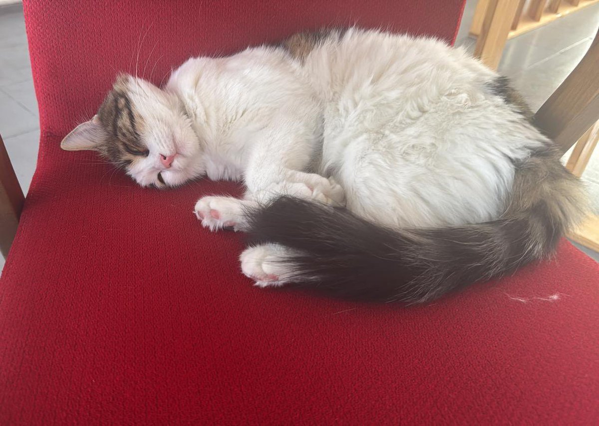 ccerenity_'s tweet photo. İzmir Acil yuva🐾
Sahibi yaşlı nine huzur evine yerleşecek bu sevimli tatlı kıza acil yuva aranıyor. 
Sokakta yaşayamaz. 
Tuvalet eğitimi var kısır değil 1,5 yaşında yer imbatlı mahallesi
İletisim: 0553 212 64 53 https://t.co/8NszATWCJX