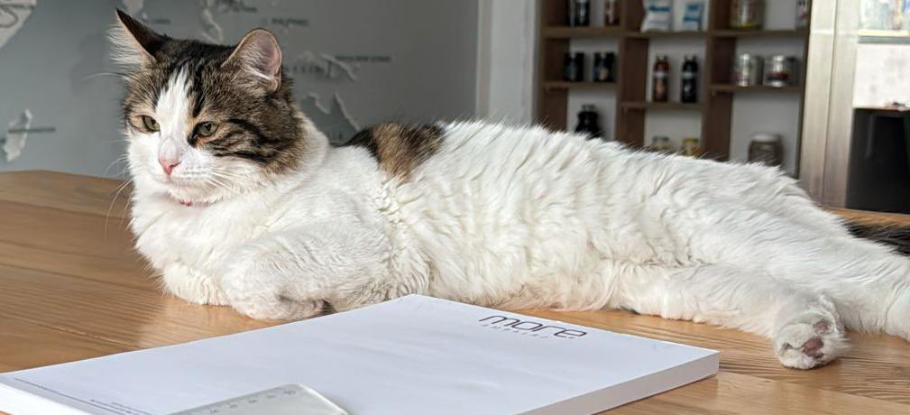 ccerenity_'s tweet photo. İzmir Acil yuva🐾
Sahibi yaşlı nine huzur evine yerleşecek bu sevimli tatlı kıza acil yuva aranıyor. 
Sokakta yaşayamaz. 
Tuvalet eğitimi var kısır değil 1,5 yaşında yer imbatlı mahallesi
İletisim: 0553 212 64 53 https://t.co/8NszATWCJX