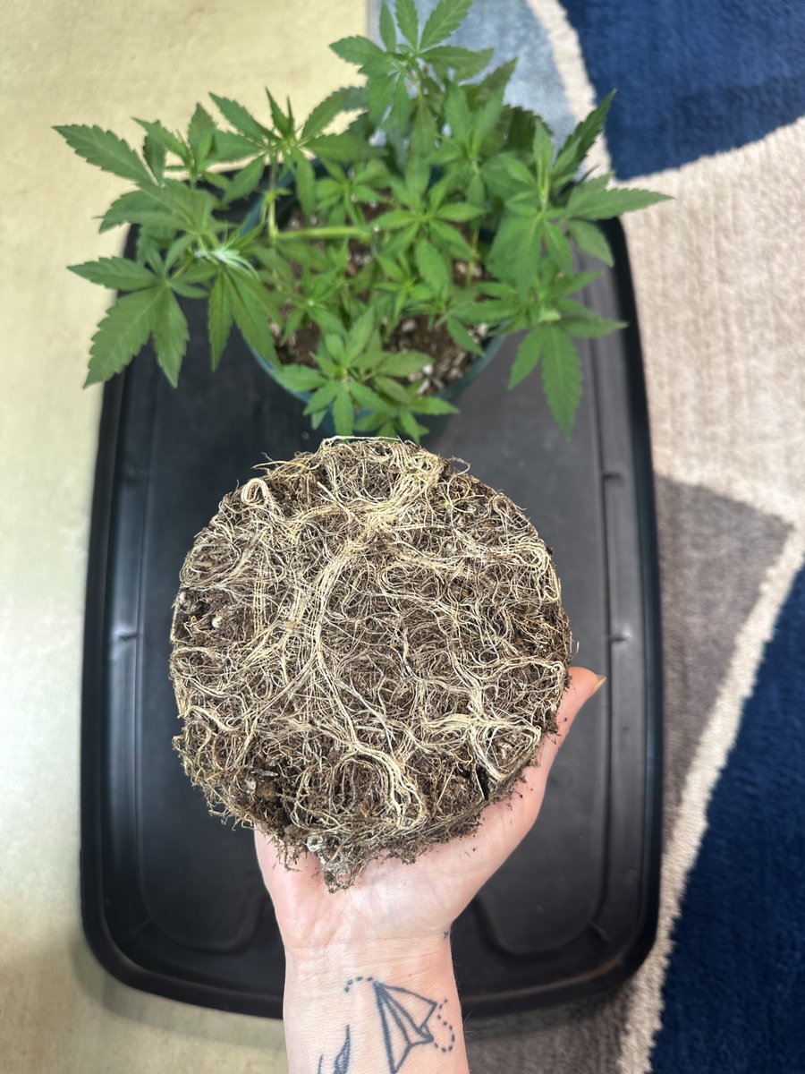 Highly Ganjanous tweet media