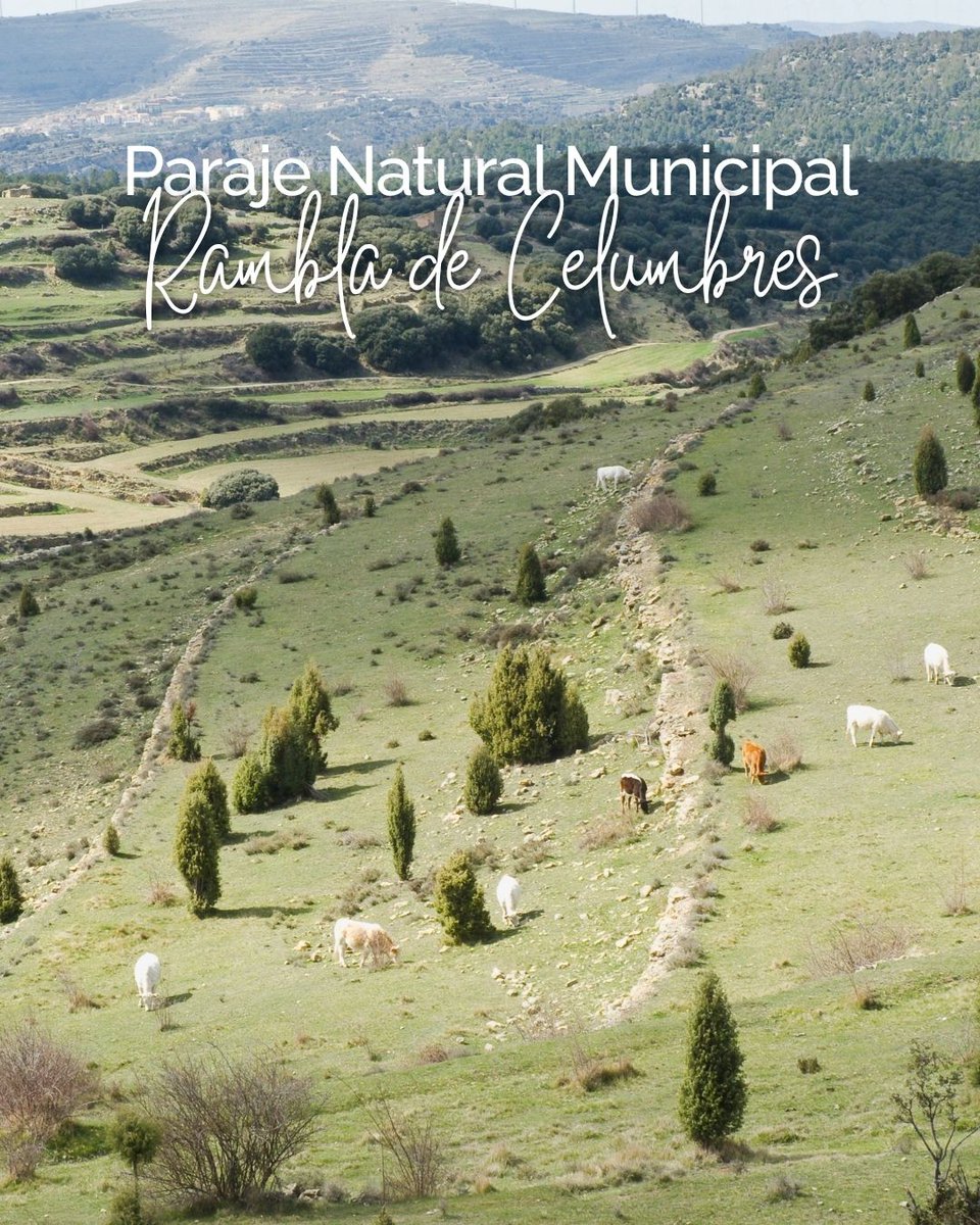 turcastellon's tweet image. Acantilados vertiginosos, senderos entre pinares y un paisaje único en el corazón de Els Ports 🌿🪨

El Paraje Natural Municipal Rambla Celumbres es uno de los rincones más singulares de la provincia, donde naturaleza, biodiversidad y patrimonio histórico se unen.
