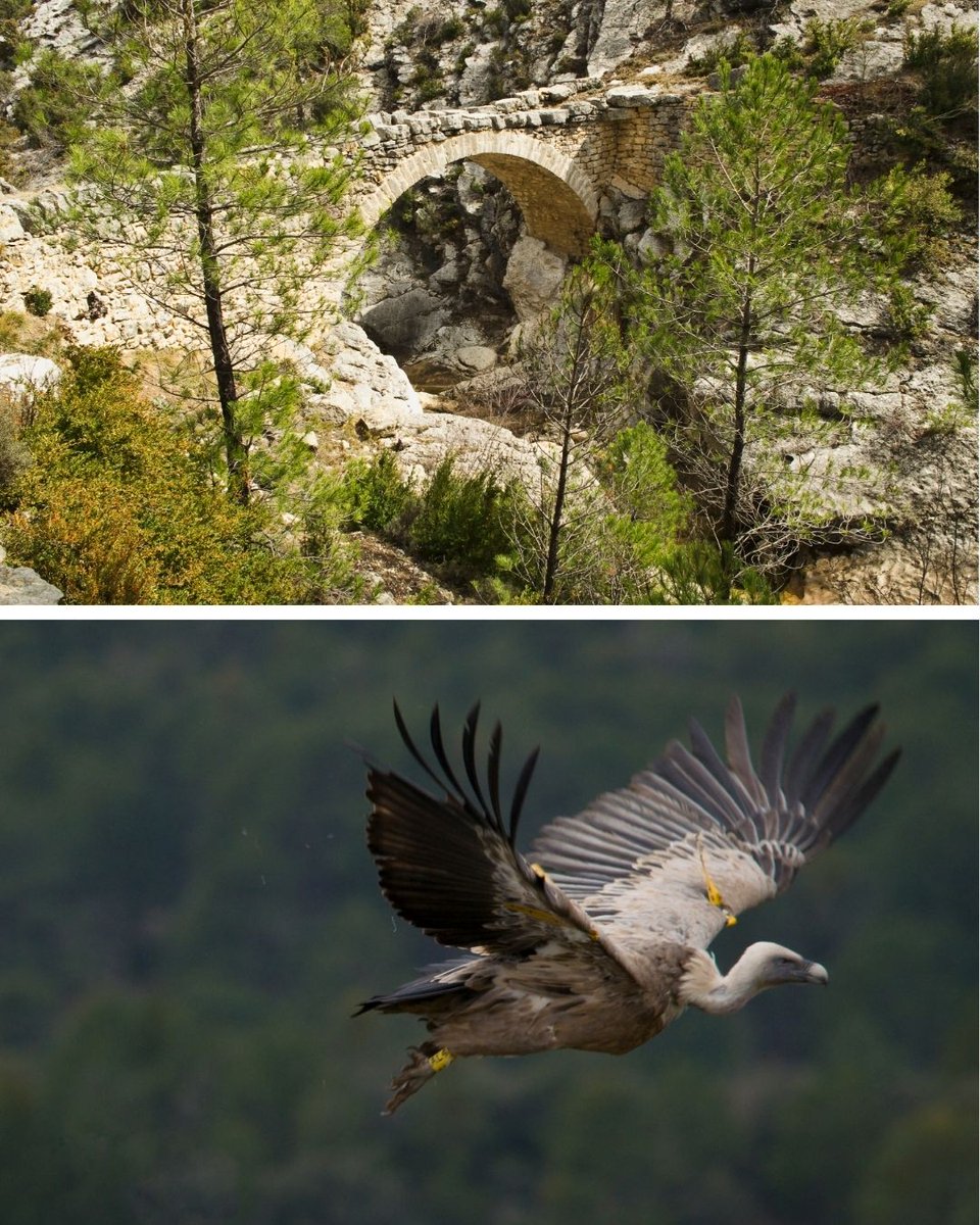 turcastellon's tweet image. Acantilados vertiginosos, senderos entre pinares y un paisaje único en el corazón de Els Ports 🌿🪨

El Paraje Natural Municipal Rambla Celumbres es uno de los rincones más singulares de la provincia, donde naturaleza, biodiversidad y patrimonio histórico se unen.