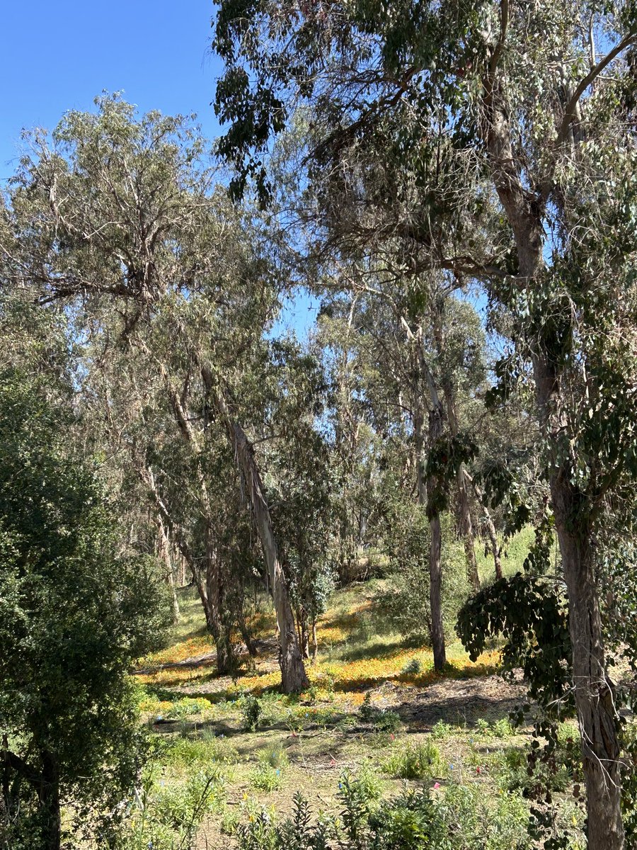 scottdweck's tweet image. Monarch butterfly preserve at the Elwood Forest Goleta, #California where temps are in the low 70s

#CAwx 
#SantaBarbara