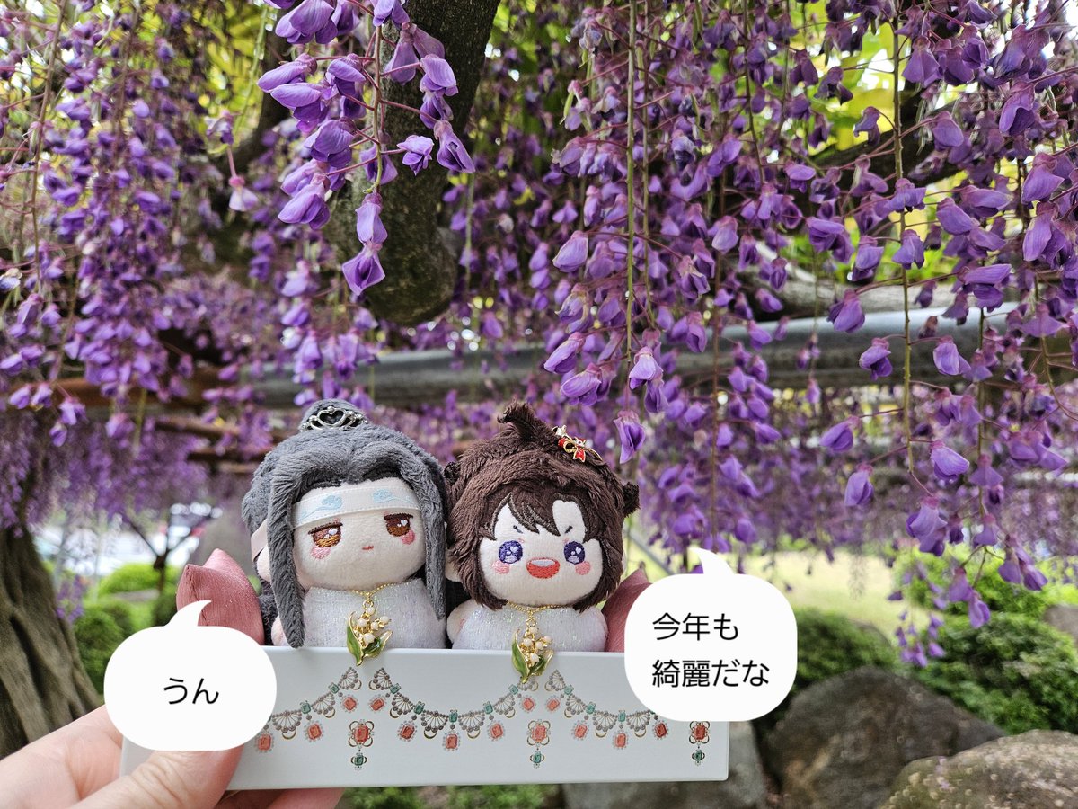 HvTNbEN4OX94227's tweet image. 【藤の花💜】
今年もちび～ず&amp;amp;藤の花を撮影📷️
週末に20cmらおずを連れて来ようと
思います🥰
#魔道祖師 #MDZS #忘羨
#MXTXぬいのいる生活