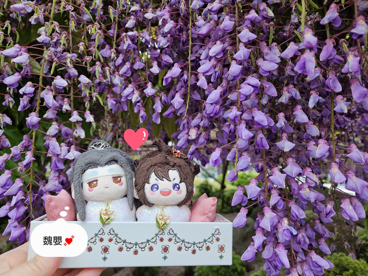 HvTNbEN4OX94227's tweet image. 【藤の花💜】
今年もちび～ず&amp;amp;藤の花を撮影📷️
週末に20cmらおずを連れて来ようと
思います🥰
#魔道祖師 #MDZS #忘羨
#MXTXぬいのいる生活