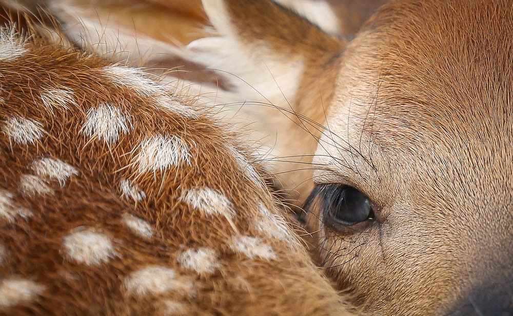 CIDRAP_CWD's tweet photo. Check out the May CIDRAP CWD newsletter for the latest national, state, and provincial news--including the most recent state to detect CWD--and newly published literature.

https://t.co/qf26j6eotz https://t.co/HIZGlvUNEg