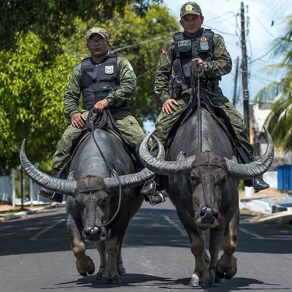 Owólabí Ọláyínká tweet media