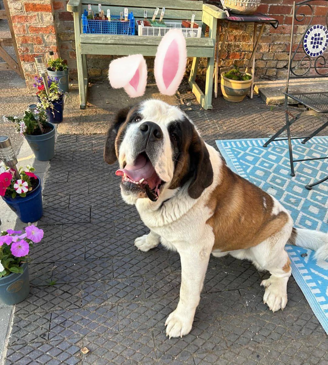 rescuedoggypaws's tweet image. Winston needs to be in a quiet traffic area as struggles with being over stimulated
A strong lad on the lead and needs someone experienced in handling a large breed. He's not keen on other giant male dogs. No children in the home under 14 
savingsaintsrescueuk@outlook.com
#Newark