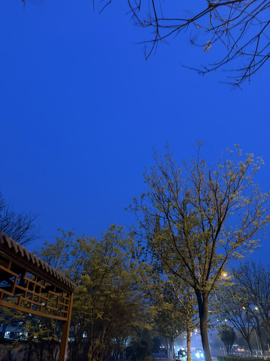 冰糖橙花花. tweet media