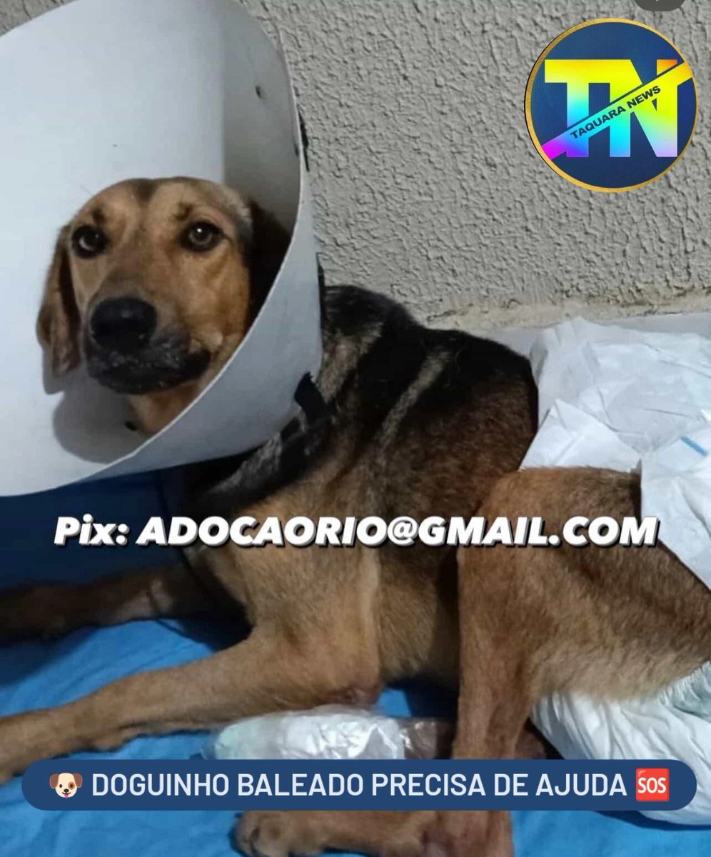 🐶 DOGUINHO BALESDO PRECISA DE AJUDA 🆘

No Instagram @adocaorio está rolando uma rifa para ajudar esse cachorrinho que foi baleado.

Quem puder ajudar doando QUALQUER valor e compartilhar para conseguirmos a cirurgia pra ele, vai estar ajudando muito.

O Pix é: