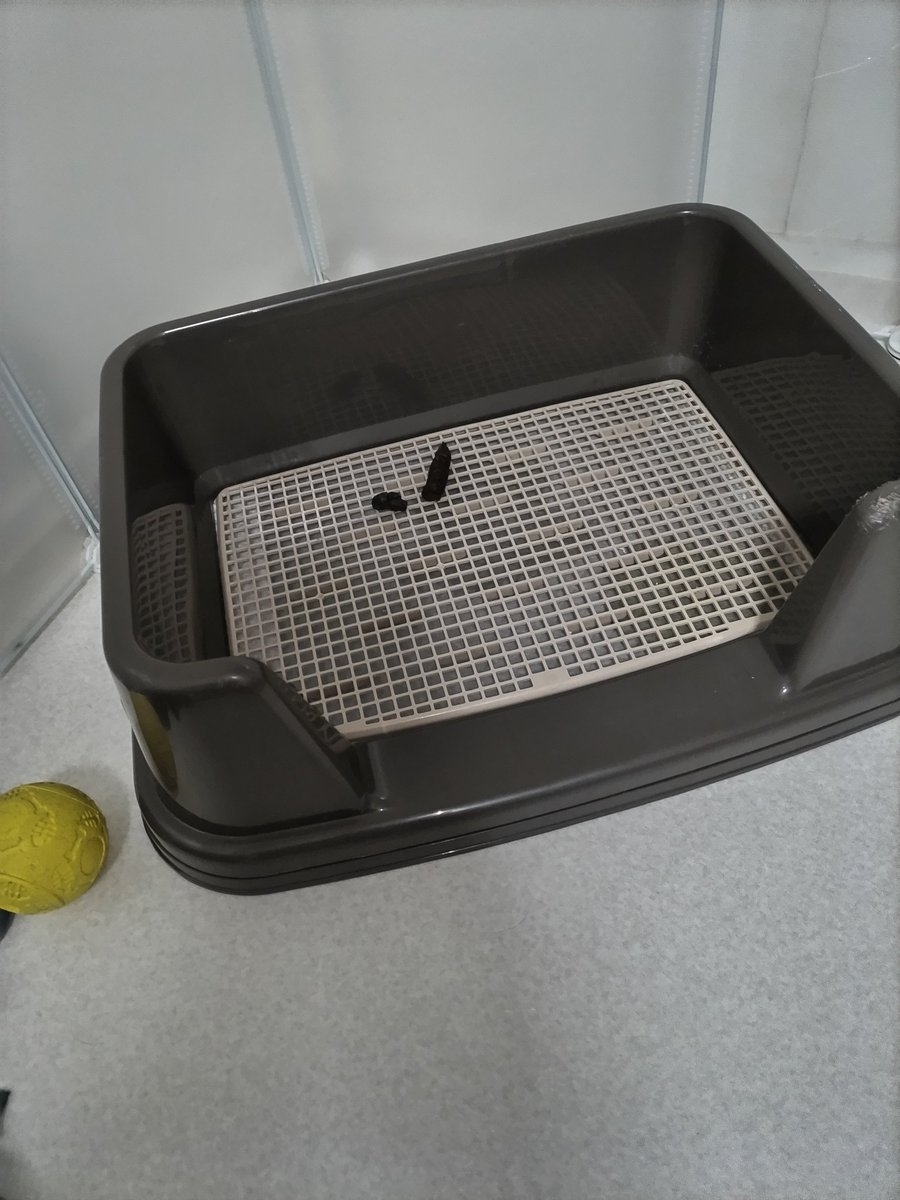 miiwatomine111's tweet image. ほぉ〜………おーん？お〜〜〜〜ん？？
小分けにしてちゅ～る2回吸う腹づもりなん？？？？？
#dog #犬のいる生活