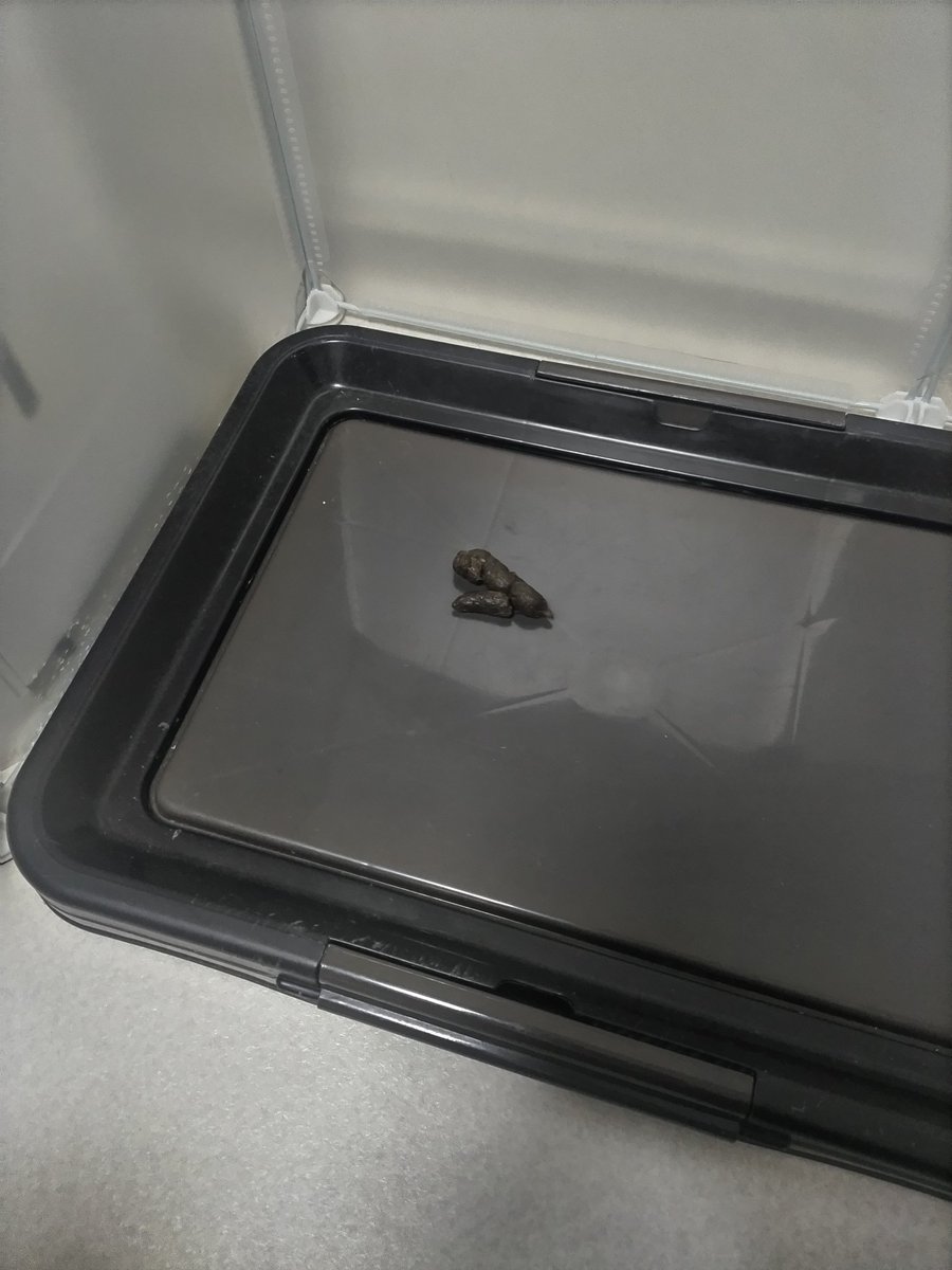 miiwatomine111's tweet image. ほぉ〜………おーん？お〜〜〜〜ん？？
小分けにしてちゅ～る2回吸う腹づもりなん？？？？？
#dog #犬のいる生活