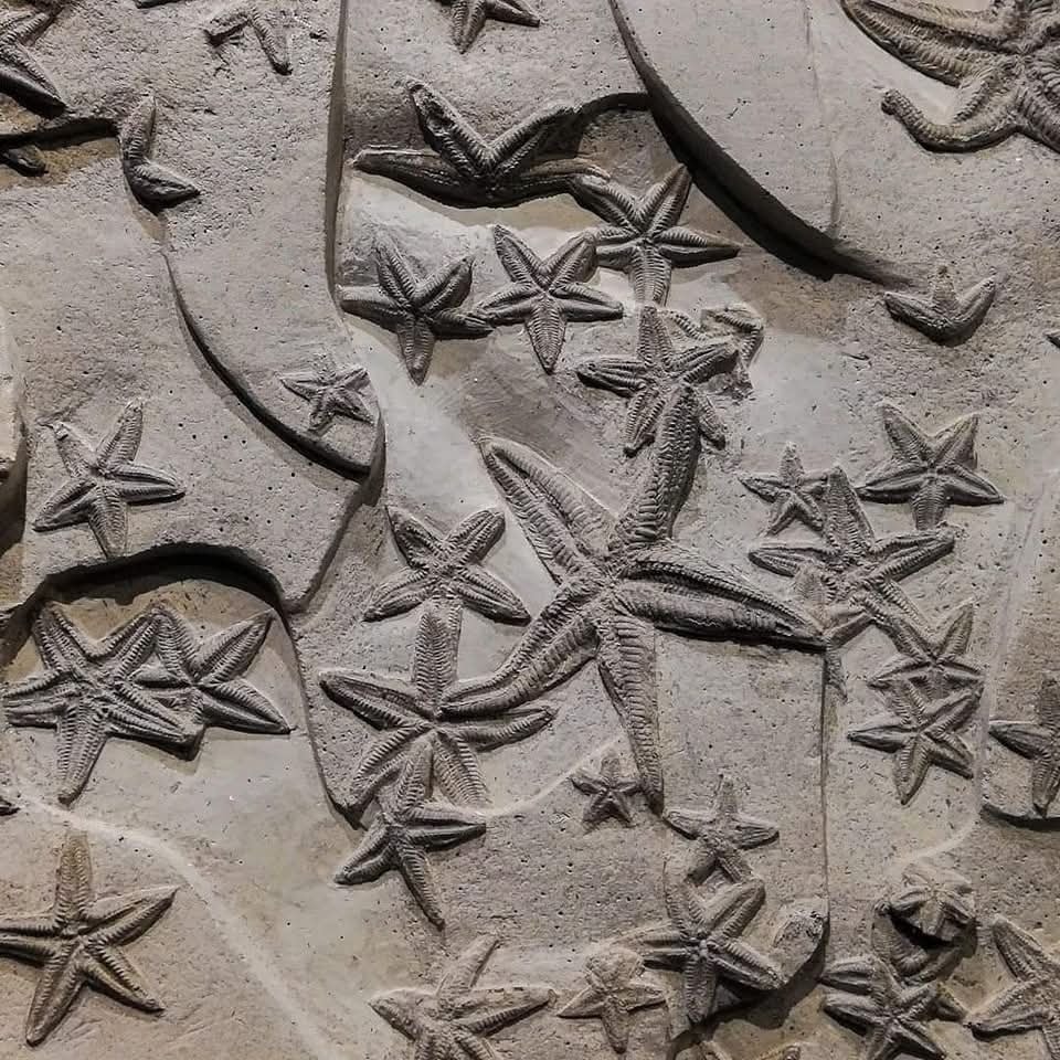 GeologyWonders1's tweet image. Close up of a spectacular slab preserving an assemblage of sea stars belonging to the subspecies "Astropecten irregularis pentacanthus". It was found in the Stirone River (northern Italy ) and is Lower Pleistocene in age.

📷 italian_fossilhunter

#minerals #geology