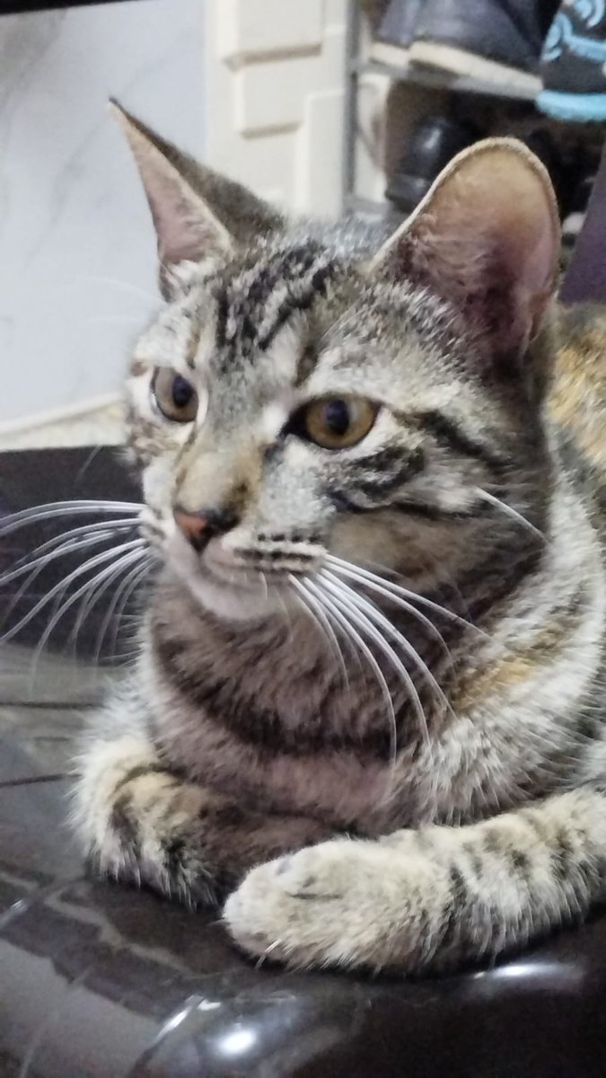 Alerta me perdi tweet media