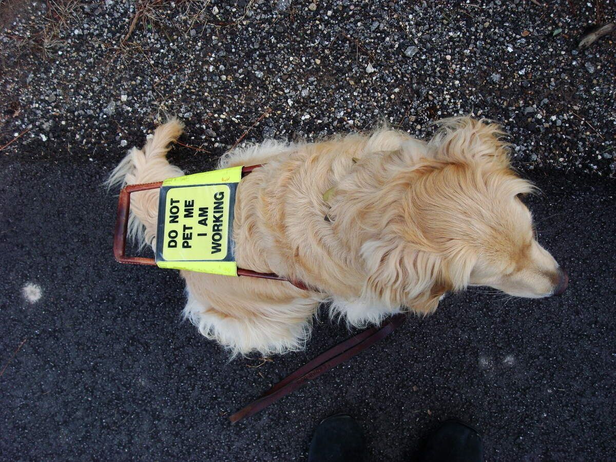 kc5fm's tweet photo. It's International Guide Dog Day! https://t.co/SYGgwWEFzG #GuideDogDay https://t.co/T1qTRBq6fV