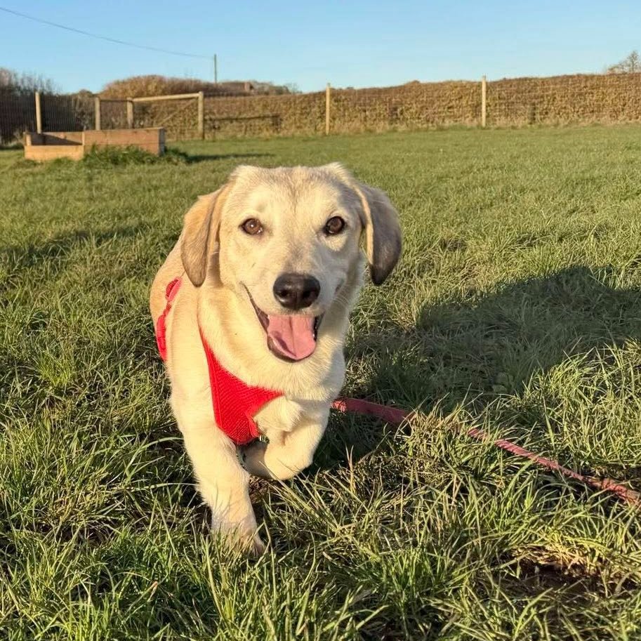 rescuedoggypaws's tweet photo. Roxanne (Roxy)
Looking for a little dog with a HUGE personality and an even bigger heart? 
At just 10 months old, this adorable dachshund-sized girl is full of love, cuddles, and just the right amount of cheekiness to keep you smiling every single day
https://t.co/Dd3UguYxDZ https://t.co/fwlTGFMhnP