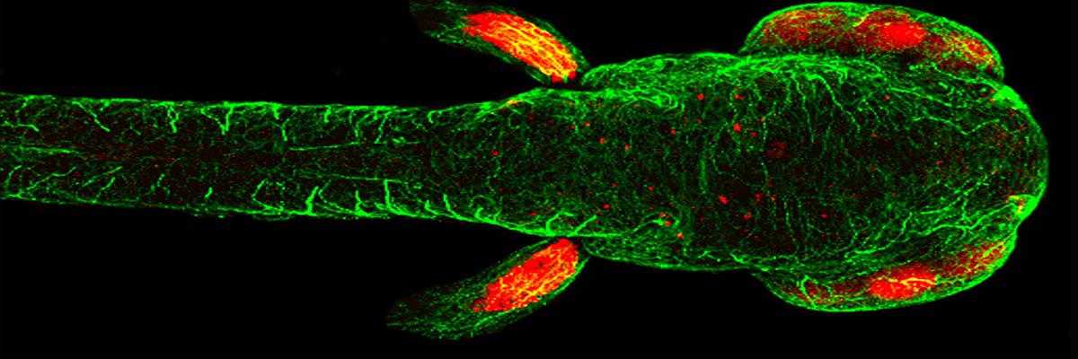 UCL Research Dept of Cell & Developmental Biology tweet media