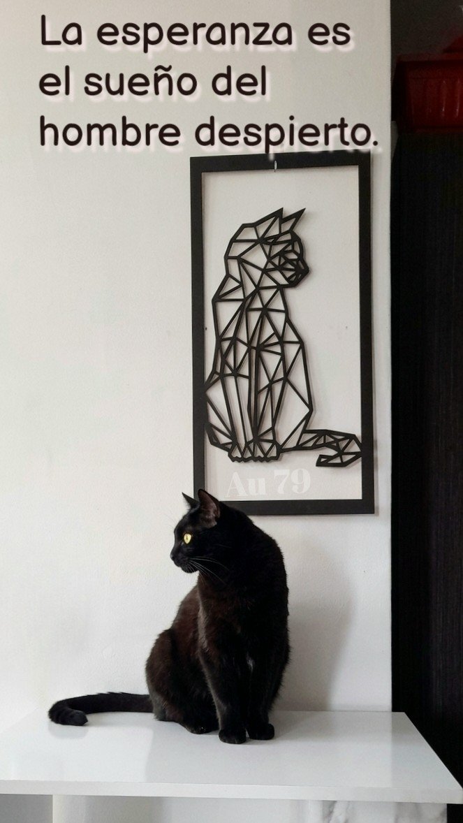 okendho39's tweet image. #GoodVibesOnly #CatsLovers