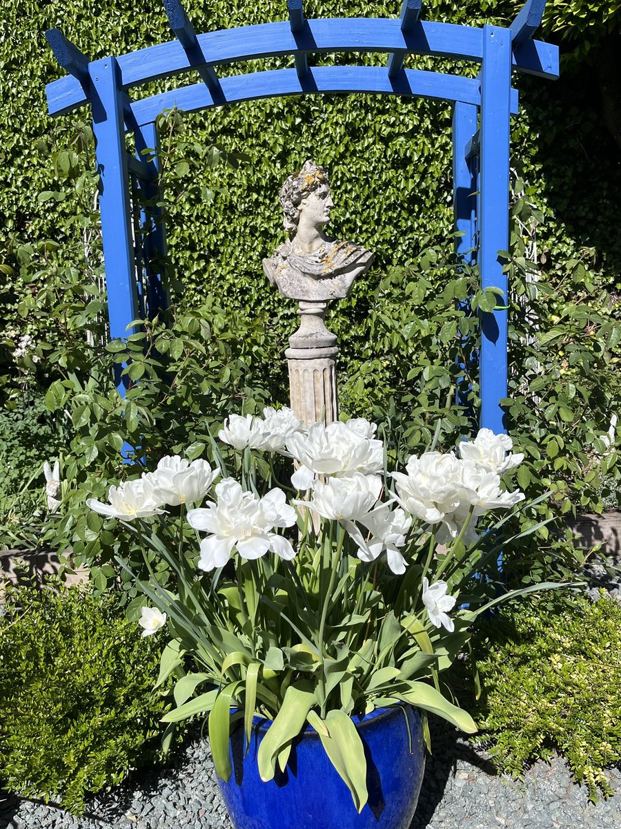 Milhart66Ken's tweet image. This windy weather is not being kind to the last hoorah from the tulips so I’m removing more from my pots this afternoon though these Mount Tacoma tulips are still looking good despite the less than ideal conditions. #gardening #gardeninglife #gardenersworld