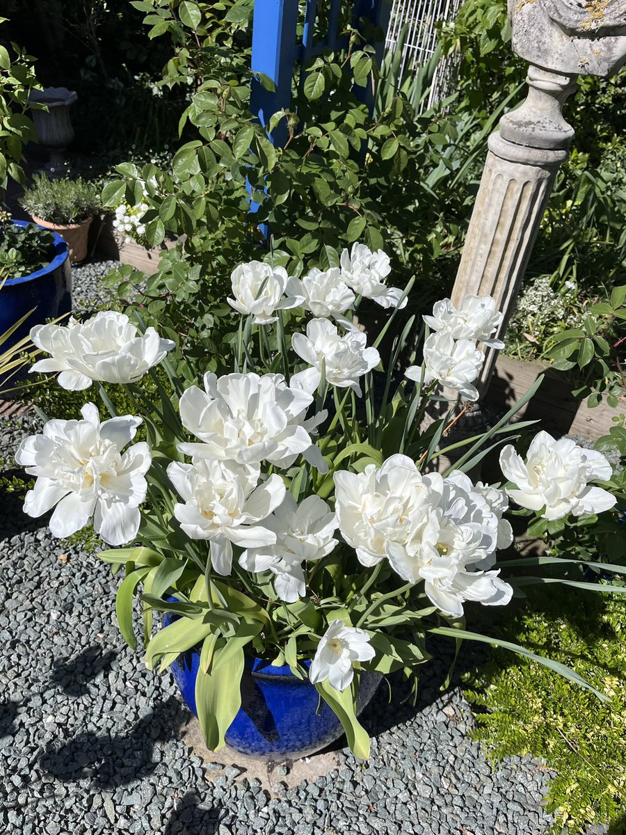 Milhart66Ken's tweet image. This windy weather is not being kind to the last hoorah from the tulips so I’m removing more from my pots this afternoon though these Mount Tacoma tulips are still looking good despite the less than ideal conditions. #gardening #gardeninglife #gardenersworld