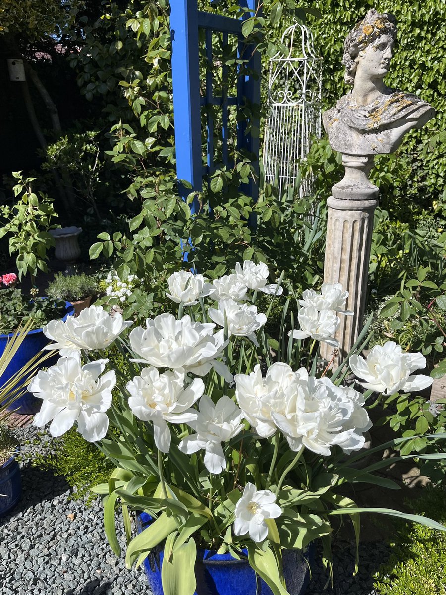 Milhart66Ken's tweet image. This windy weather is not being kind to the last hoorah from the tulips so I’m removing more from my pots this afternoon though these Mount Tacoma tulips are still looking good despite the less than ideal conditions. #gardening #gardeninglife #gardenersworld