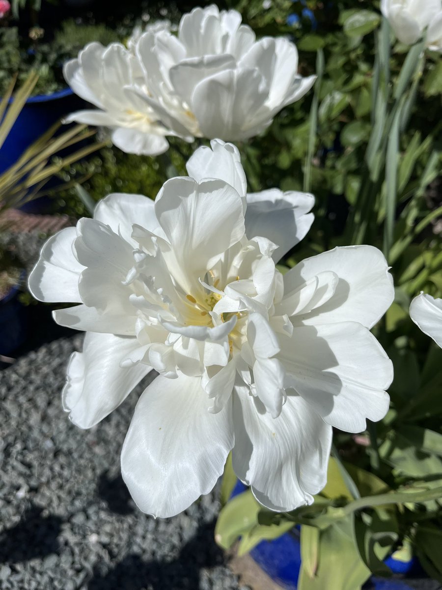 Milhart66Ken's tweet image. This windy weather is not being kind to the last hoorah from the tulips so I’m removing more from my pots this afternoon though these Mount Tacoma tulips are still looking good despite the less than ideal conditions. #gardening #gardeninglife #gardenersworld
