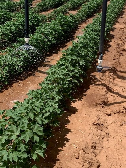 Agricultural Research Service tweet media