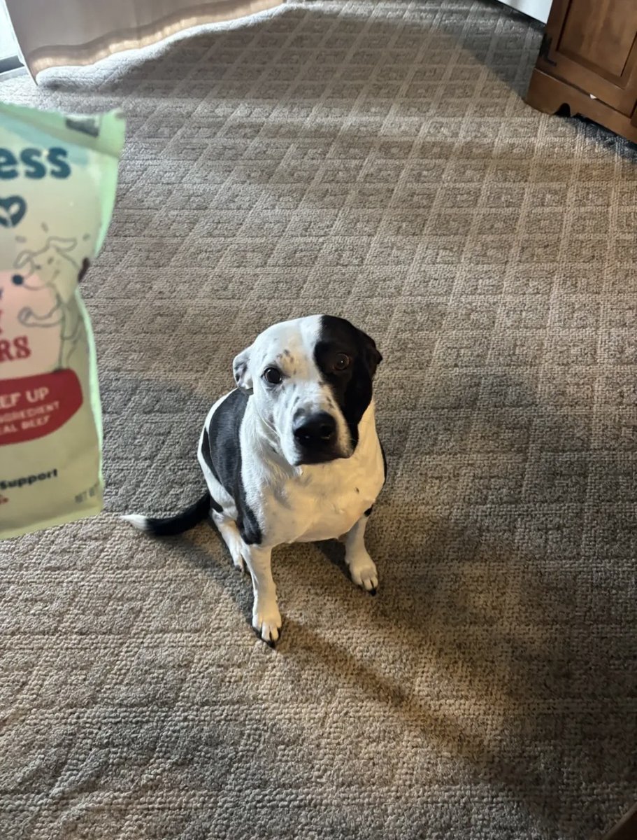 Shameless Pets tweet media