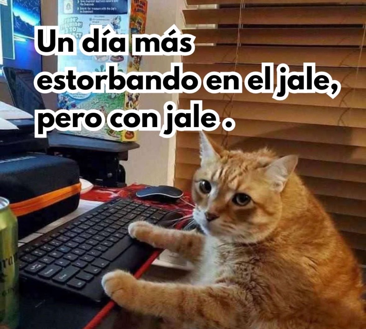 La Gata tweet media