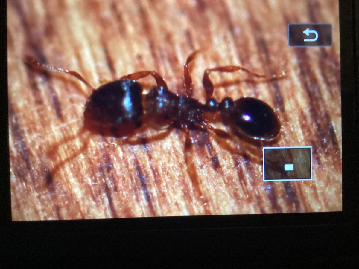 Yolkerson Bug Moments and Arthropoda tweet media