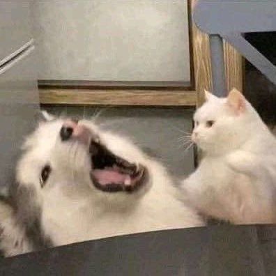 `. ⚂ ʏᴏɪᴄʜɪ. 𝟐Φ𝟏% ˚ · . tweet media