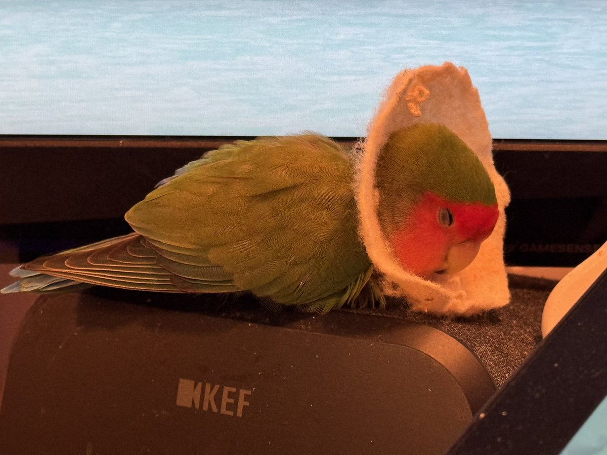 きょくちょV🦜 tweet media
