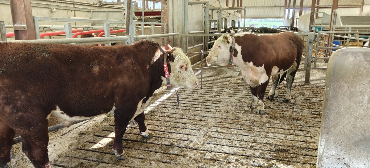 Pair of Hereford bulls glam'd up with their new jewelry ready to make a debut with the cows, try get them trained up to the system before repeats of the sync come into action 🤞